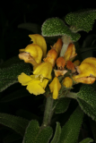 Phlomis longifolia RCP1-08 015.jpg